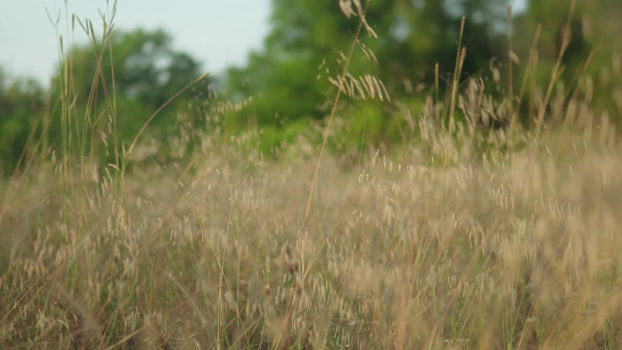 Golden sunlight on a field of tall grass, with a shallow depth of field, gentle breeze, and a tranquil vibe, daytime