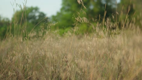 Goldenes-Sonnenlicht-Auf-Einem-Feld-Mit-Hohem-Gras,-Mit-Geringer-Schärfentiefe,-Sanfter-Brise-Und-Einer-Ruhigen-Atmosphäre,-Tagsüber