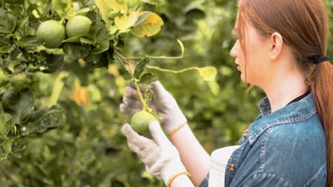 happy young woman check fresh lemon lime organic vegetables and write on clipboard in farm. young girl farmers working in the factory house, concept of people grower breeding production, vegetarian.