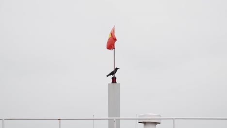 black crow perched under the vietnamese flag as it flutters in the wind against a bright background