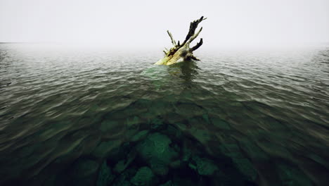 stump emerging from tranquil water on an overcast day