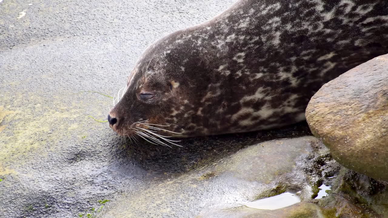 Sleeping brown seal on a wet rock