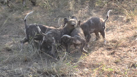 A-large-litter-of-wild-dog-puppies-play-together-in-the-grass-near-the-den