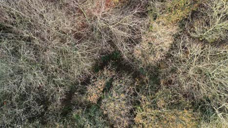 Dried-Woods-With-Leafless-Branches-Above-Forest