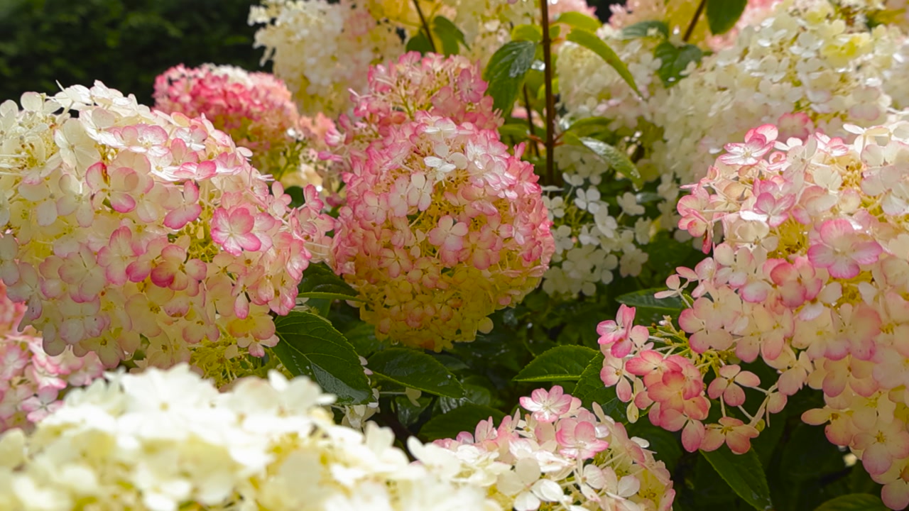 Closeup gliding over a lush hydrangea shrub in full bloom. Abundant snowball flowerheads with lovely pink and white sepal blossoms. Ornamental hortensia bush, flower clusters under the summer sun