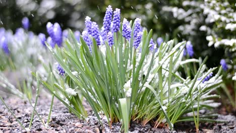 snow falling on a small grape hyacinth plant in a beautiful garden