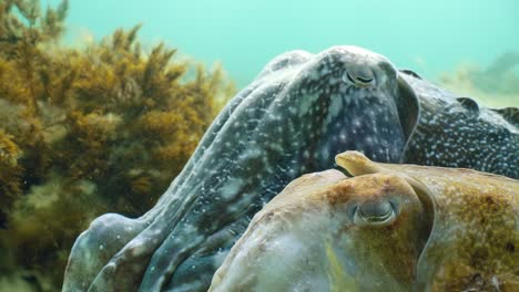 Sepia-Gigante-Australiana-Sepia-Apama-Migración-Whyalla-Sur-De-Australia-4k-Cámara-Lenta,-Apareamiento,-Puesta-De-Huevos,-Lucha,-Agregación,-Bajo-El-Agua