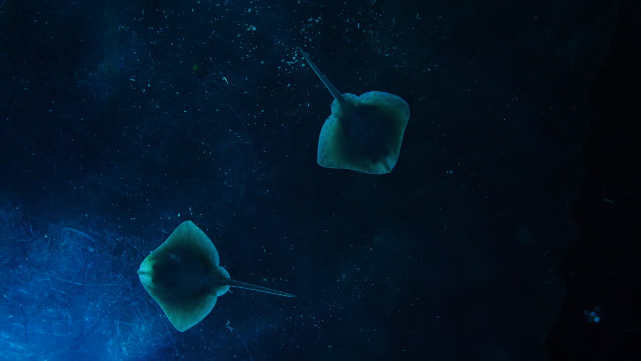 два луча снизу в аквариуме с мистической светлой атмосферой