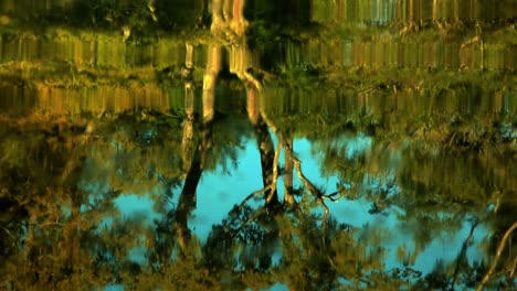 beautiful reflection of trees reflecting in a rippling lake