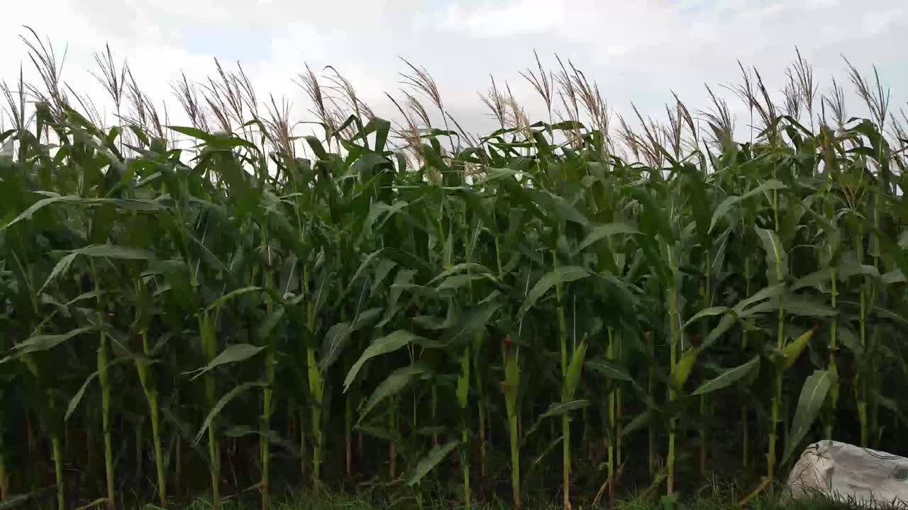 Cornfield blown by strong wind on a cloudy day