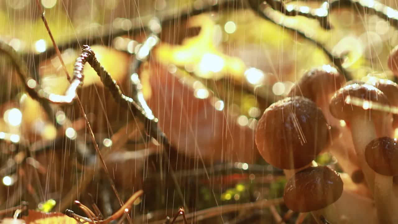 비가 오는  ⁇ 빛이 비는 숲에서  ⁇ 의 아가릭의 armillaria 버섯.