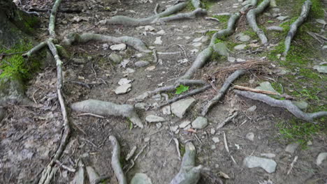 first person view of a forest floor full of roots background