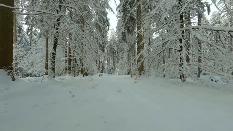 Hiking-Through-A-Snowy-Trail-Surrounded-With-Frosty-Evergreen-Trees-In-Jorat-Woodlands-Near-Lausanne-City-In-Canton-Of-Vaud,-Switzerland---Tracking-Forward-Shot