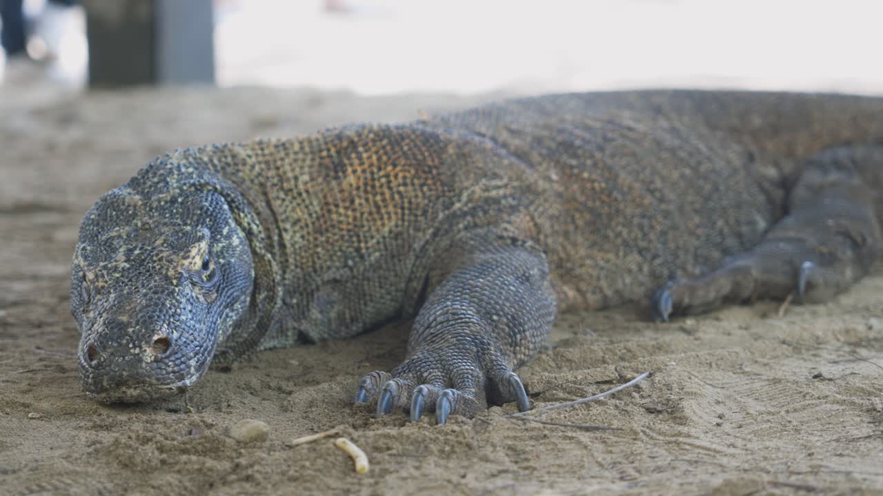 Ein riesiger Komodowaran, ein Spitzenprädator in seinem Inselhabitat, liegt ruhig auf sandigem Boden im Komodo-Nationalpark, Indonesien.