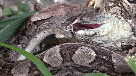 Primer-Plano-Extremo-De-Una-Pitón-Comiendo-Una-Iguana-Entera-1