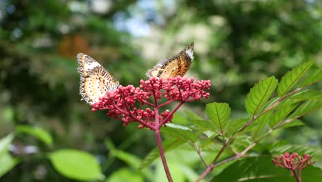 ful black and yellow butterfly in summer time