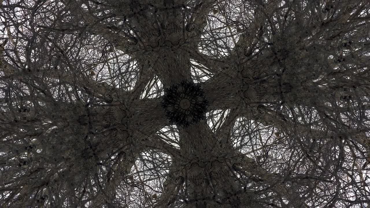 деревья в симметрии - цикличные