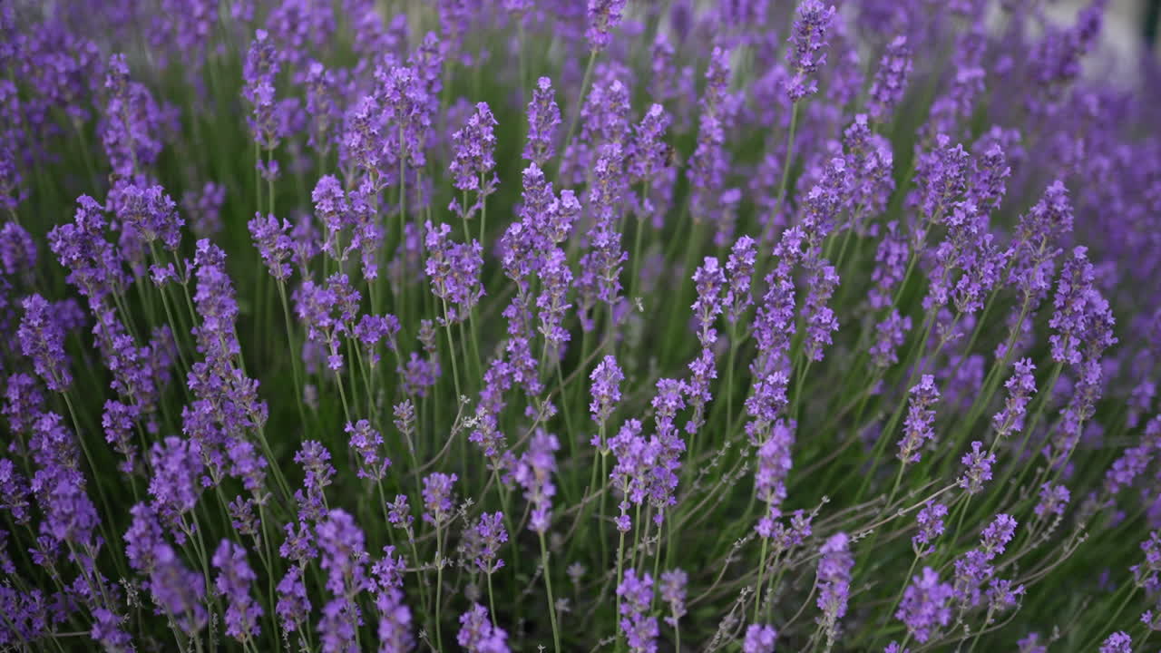 Close-up of endless purple lavender fields in Switzerland, glowing golden