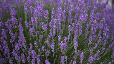 close-up of endless purple lavender fields in switzerland, glowing golden