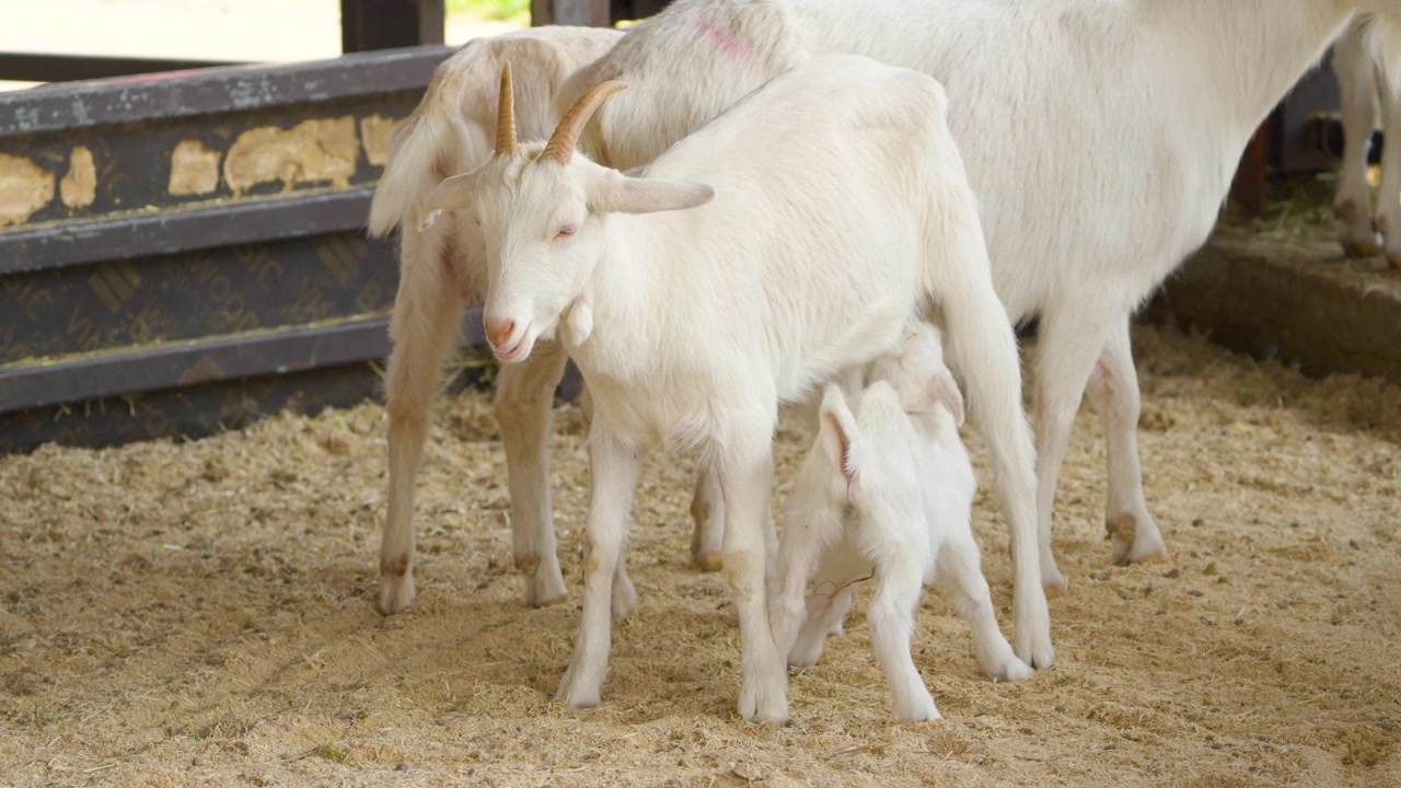 Capra madre bianca che allatta il suo capretto appena nato all'interno di una stalla all'Anseong Farmland, circondata dal gregge su lettiera di segatura