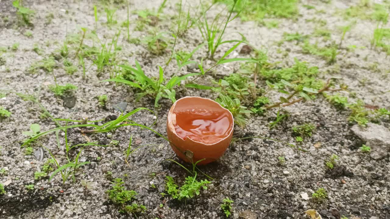 cáscaras de huevo de pollo y agua