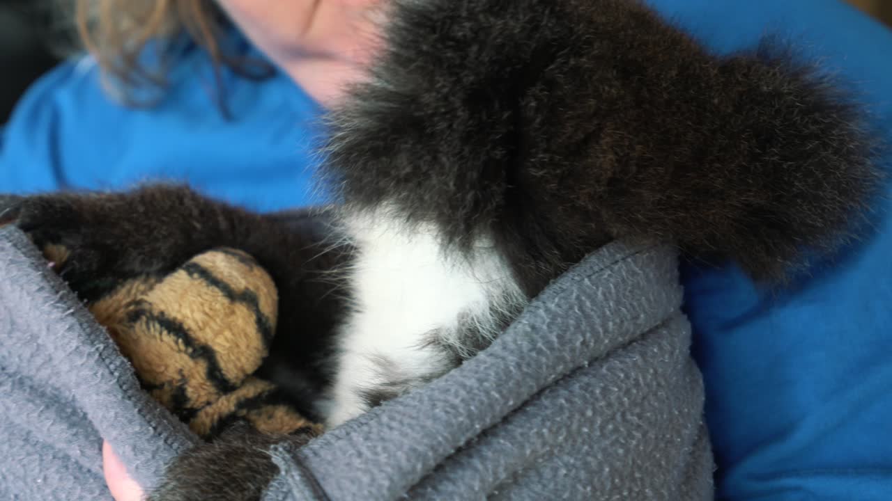 una joven koala está siendo cuidada por un rescatista de vida silvestre después de haber sido herida en el interior de australia