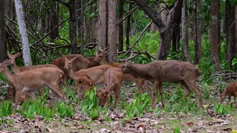 the eld's deer is an endangered species due to habitat loss and hunting