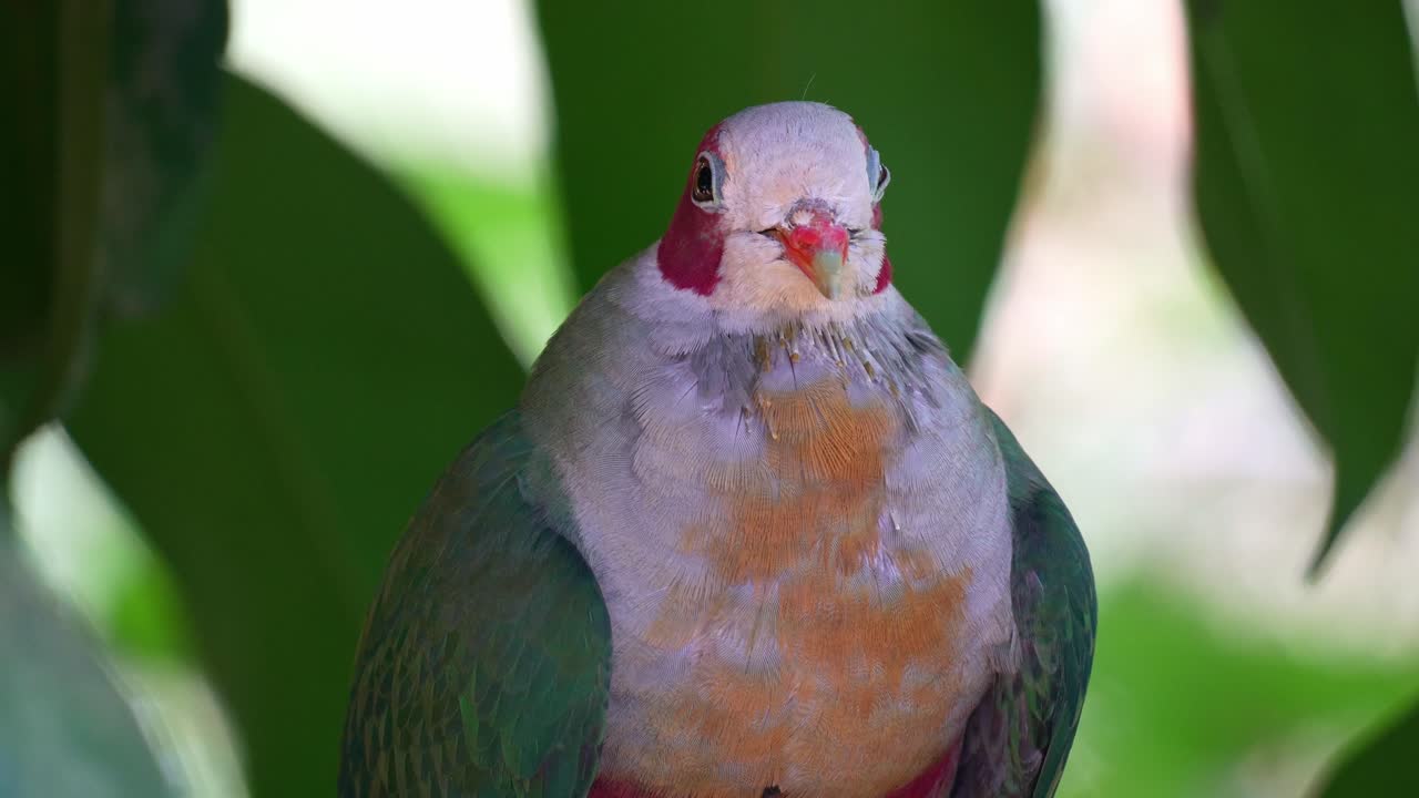 Un maschio di colomba frugivora di Jambu (Ramphiculus jambu) si posa su un ramo sotto la chioma dell'albero, primo piano.