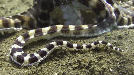 tentacle of mimic octopus curling on sandy bottom, close-up shot