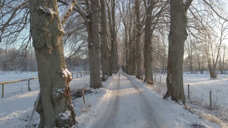 flying over a picturesque road through many old oaktrees in a beautiful snowy landscape in karlskrona, south of sweden-1