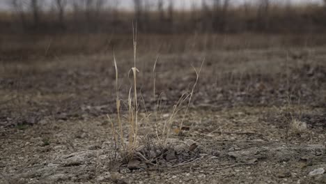 - grass, rock, wind, blowing, rocks, desert, wilderness, outside, nature, outdoors, nature, quiet, alone, desolate