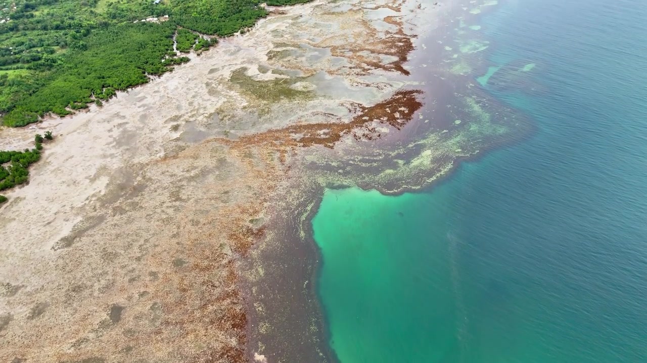 Vista aérea superior de uma plataforma recifal intertidal exposta com algas marinhas marrons e detritos de coral delimitando águas rasas e claras de cor turquesa, Baía de Taytay, Palawan, Filipinas
