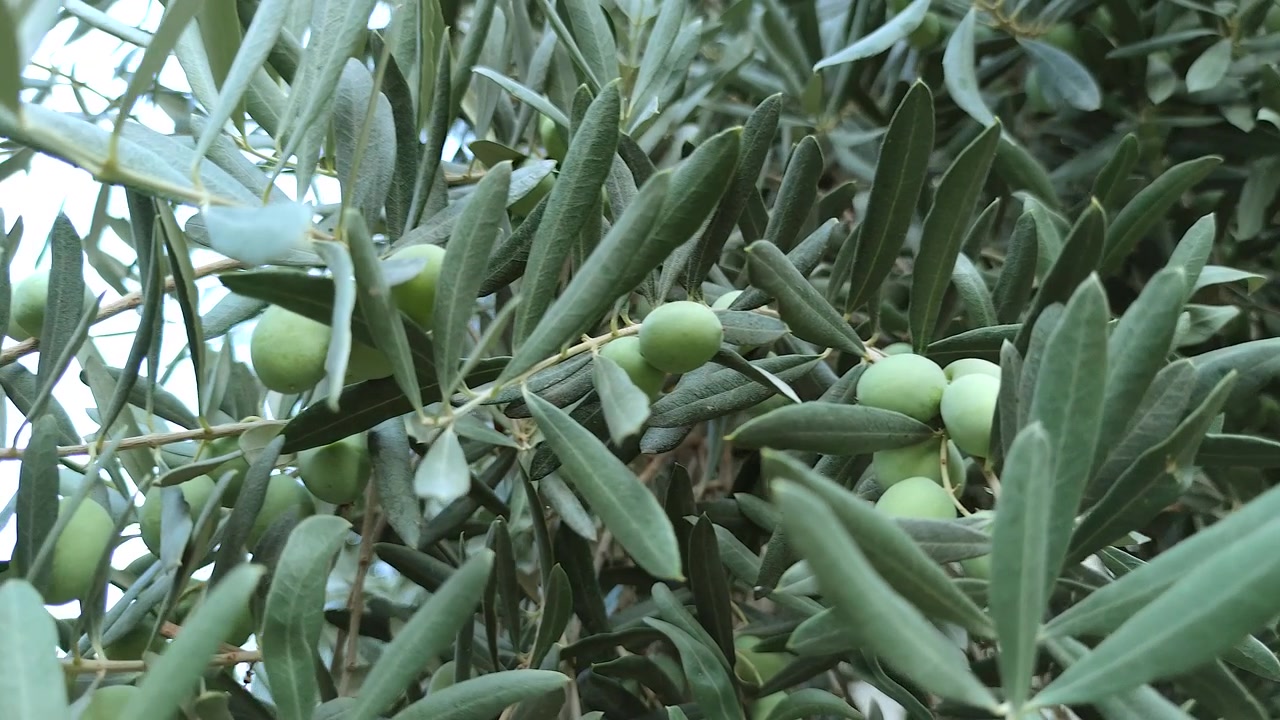 Primo piano di olive verdi che crescono su un ramo di ulivo