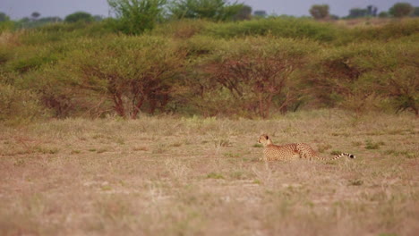 hunting cheetah crouched down observing prey