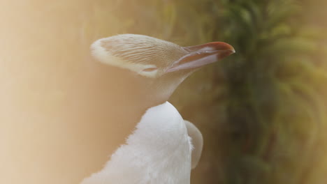 Nahaufnahme-Eines-Gelbaugenpinguins-Bei-Sonnenuntergang-In-Der-Nähe-Des-Leuchtturms-Katiki-Point-In-Neuseeland