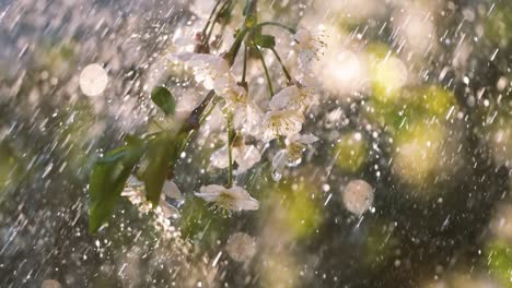 cherry blossom period. drops of spring rain fall on a cherry blossom. shot on super slow motion camera 1000 fps.