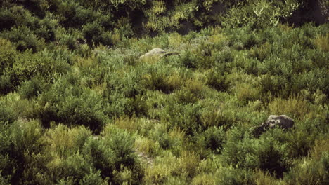 Beach-dunes-with-long-grass