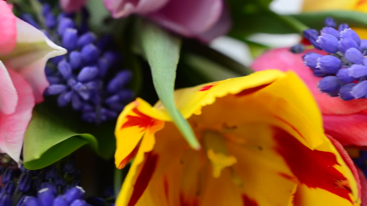 Ripresa di un bouquet di tulipani. Bellissimi fiori