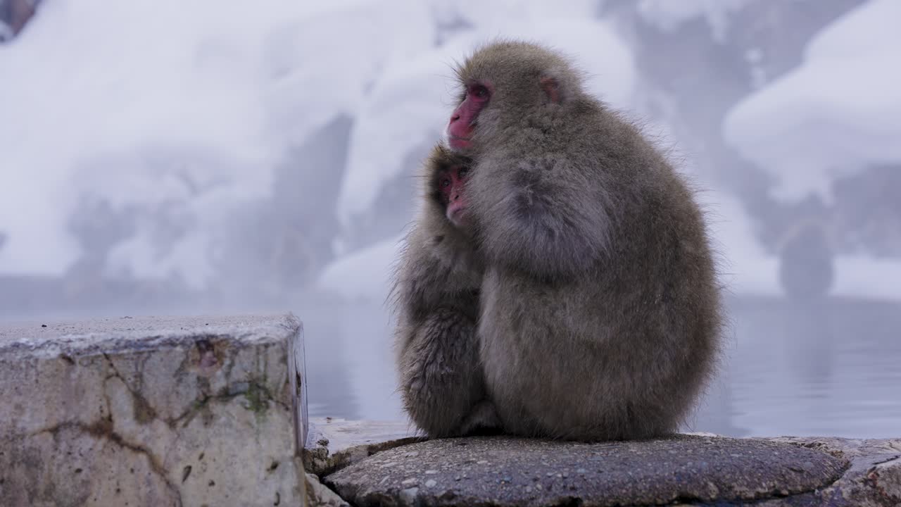 Mãe e filhote de macacos da neve japoneses, abraçando-se no frio