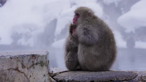 mother and child japanese snow monkeys, embracing each other in the cold