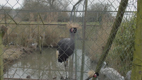 grúa coronada negra de tiro ancho en jaula en un pequeño zoológico