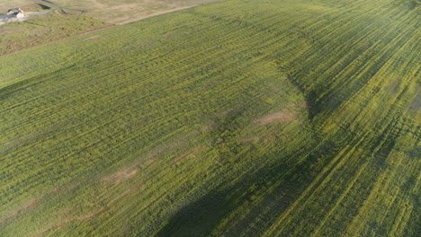 aerial video of a field blooming yellow flowers outside of spokane, wa during the sunrise