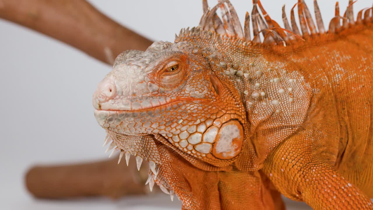 Una persona accarezza delicatamente un'iguana arancione appoggiata su un ramo su uno sfondo bianco