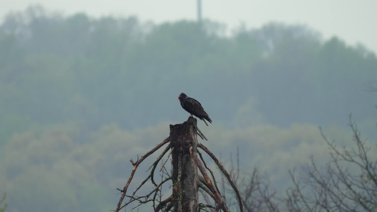 A turkey vulture sitting on the top of a dead tree on a rainy day.
