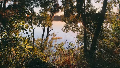 puesta de sol sobre el lago a través de los árboles