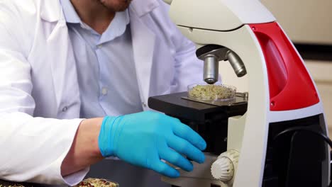 Scientist-looking-through-microscope-at-petri-dish