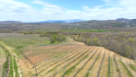 Toma-Aérea-De-Un-Pequeño-Campo-De-Viñedos-Con-Nuevas-Vides-Plantadas