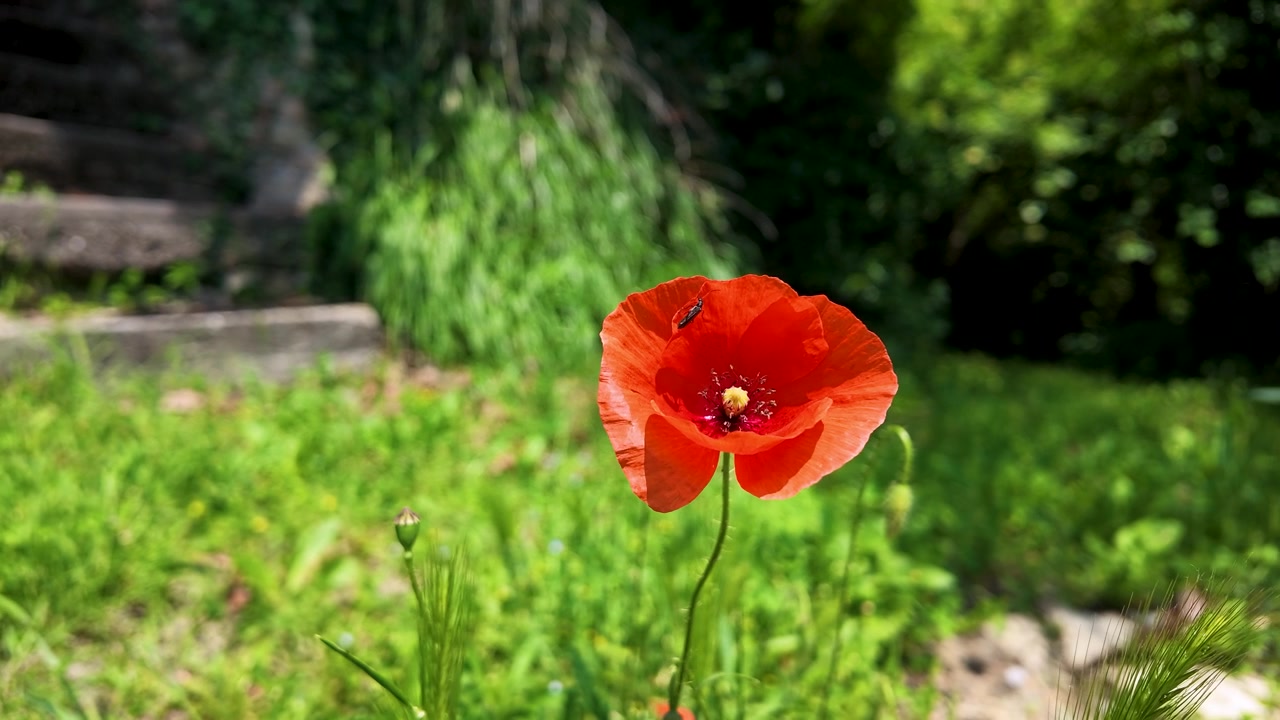 Un papavero rosso vibrante ondeggia dolcemente sotto la luce intensa del sole contro lo sfondo di un rigoglioso giardino verde.