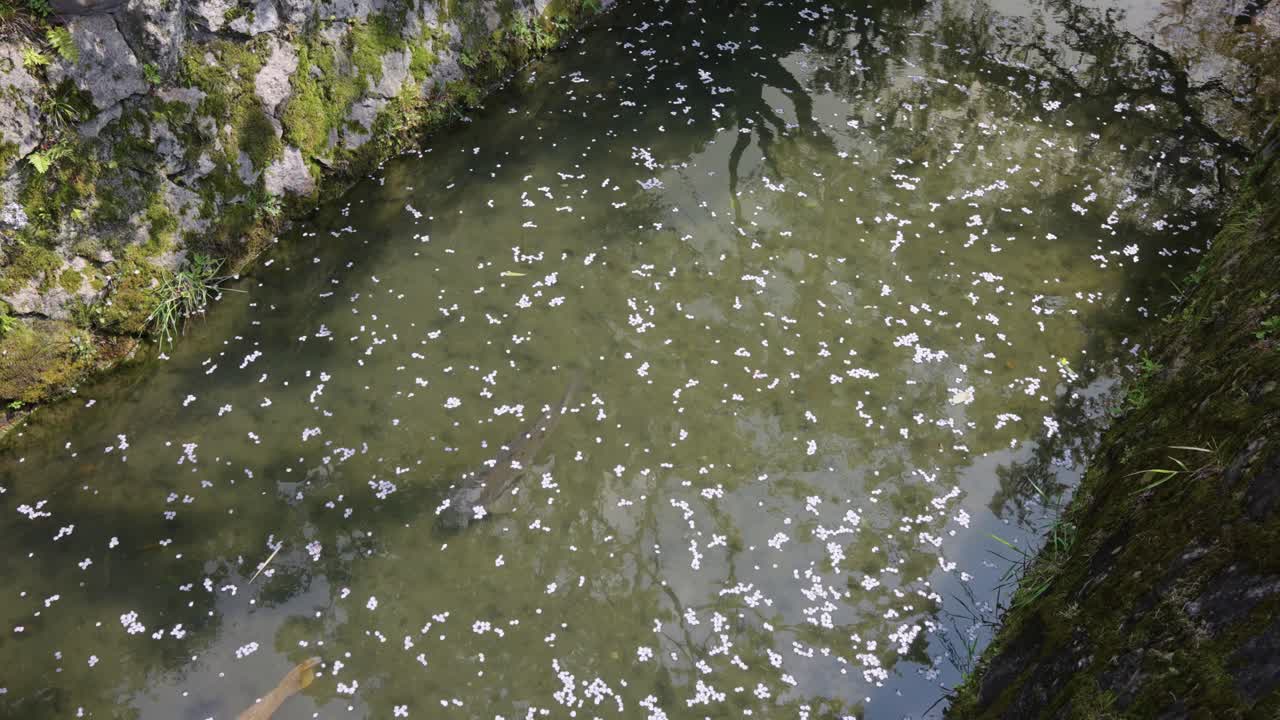 Japanese Koi in Canal of Philosopher's Path "Tetsugaku no Michi" in Kyoto
