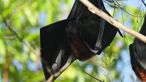 murciélago de la fruta masculino también conocido como zorro volador se limpia a sí mismo en primer plano